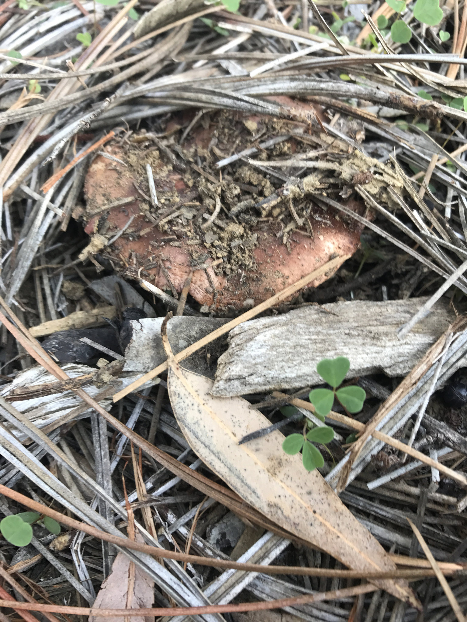 Tricholoma fracticum image