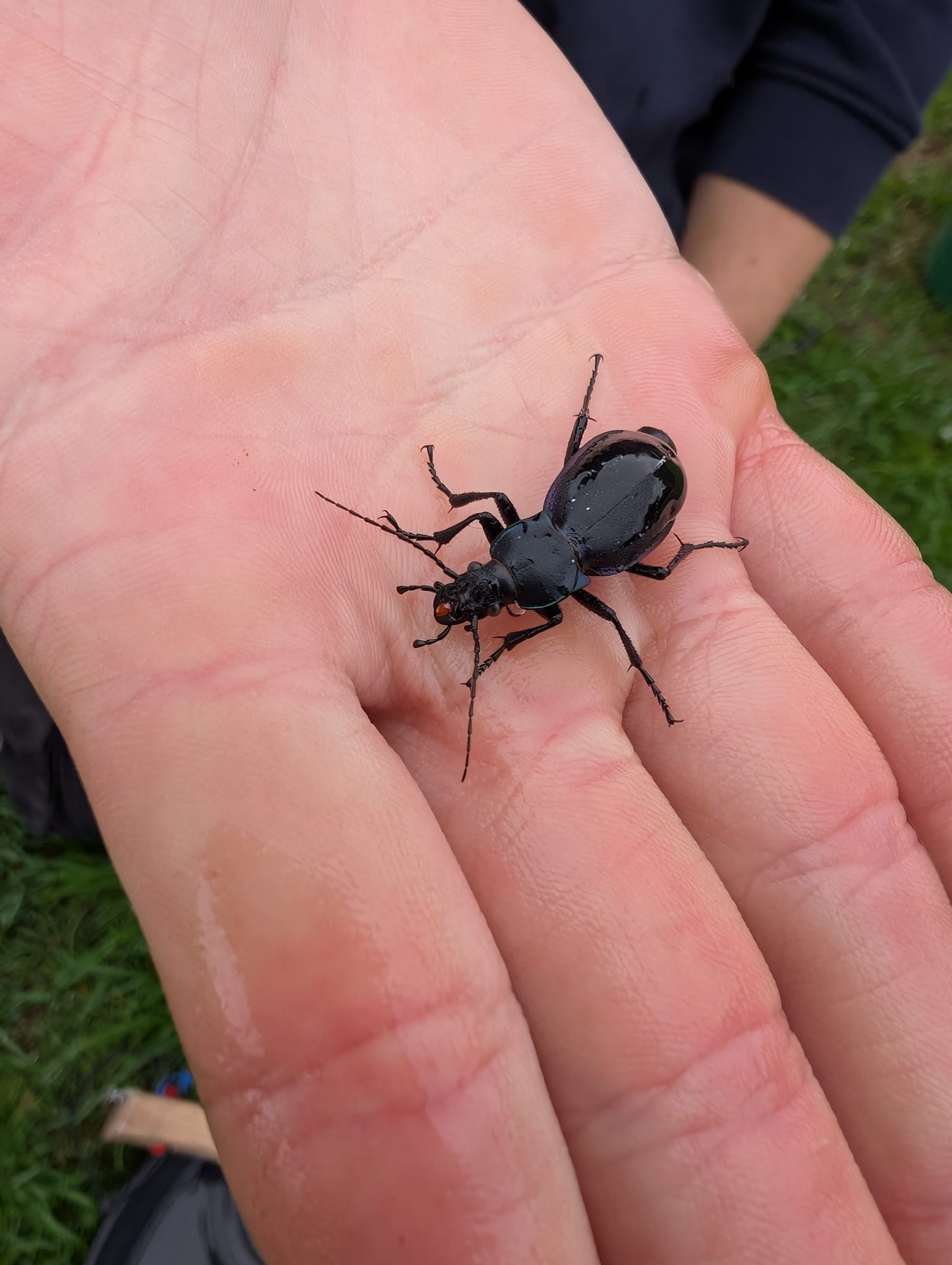Carabus violaceus