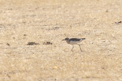 Caspian Plover