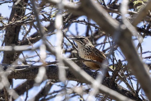 iNaturalist image