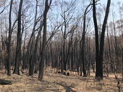 Eucalyptus fastigata