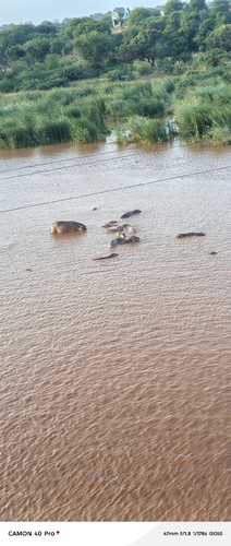 Common Hippopotamus