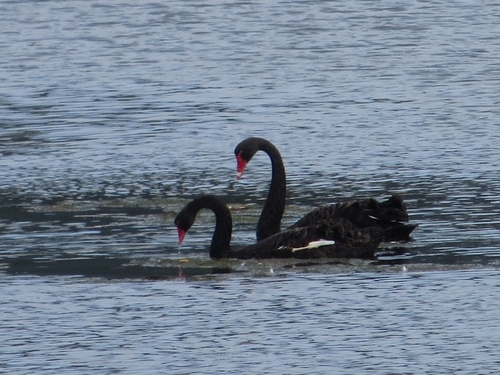 Black Swan (Cygnus atratus), photo 4