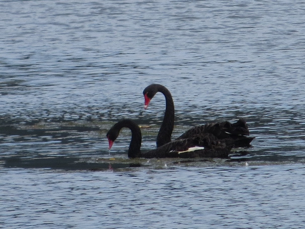 Black Swan (Cygnus atratus), photo 5
