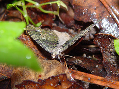 Hydriomena albifasciata