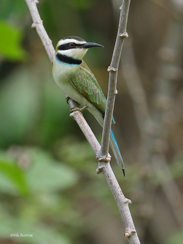 White-throated Bee-eater