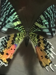 Chrysiridia rhipheus