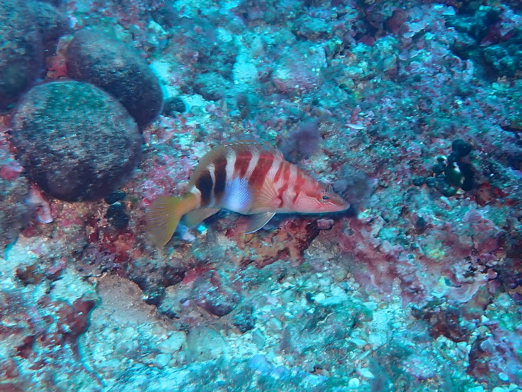 Painted comber (Serranus scriba) — Serranidae