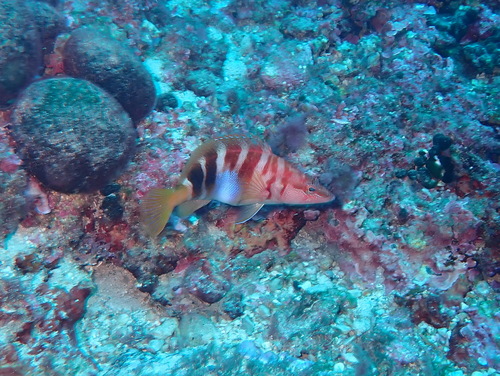 Painted comber (Serranus scriba) — Serranidae