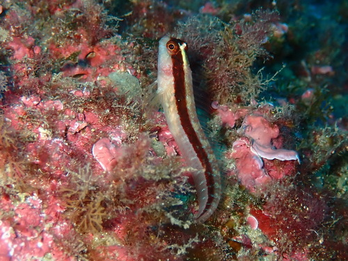 Striped blenny (Parablennius rouxi) — Blenniidae