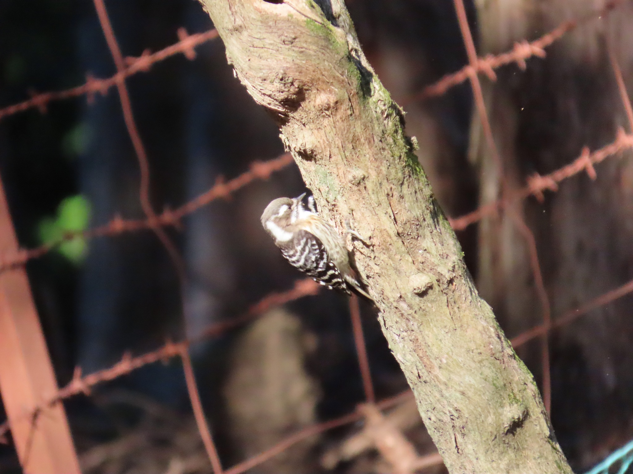Japanese Pygmy Woodpecker (Yungipicus kizuki), photo 3