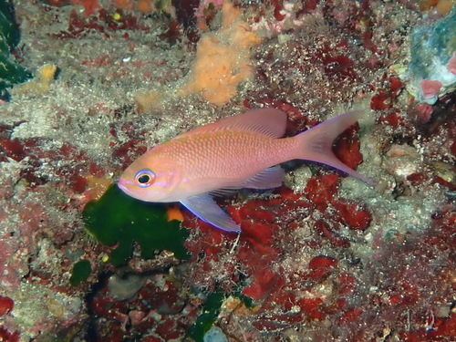Barbier (Anthias anthias) — Serranidae