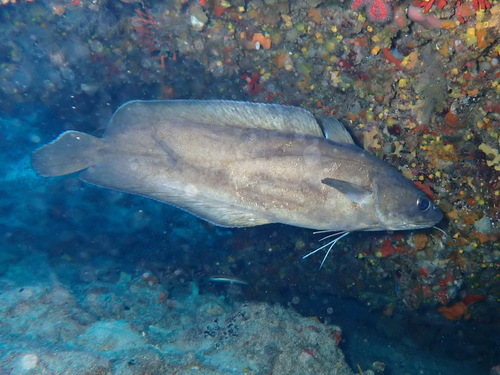 Forkbeard (Phycis phycis) — Phycidae