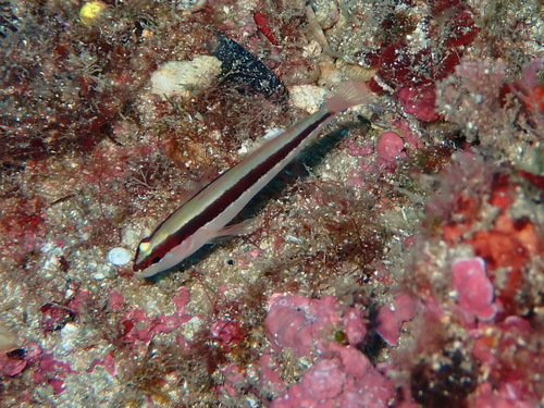 Striped goby (Gobius vittatus) — Gobiidae