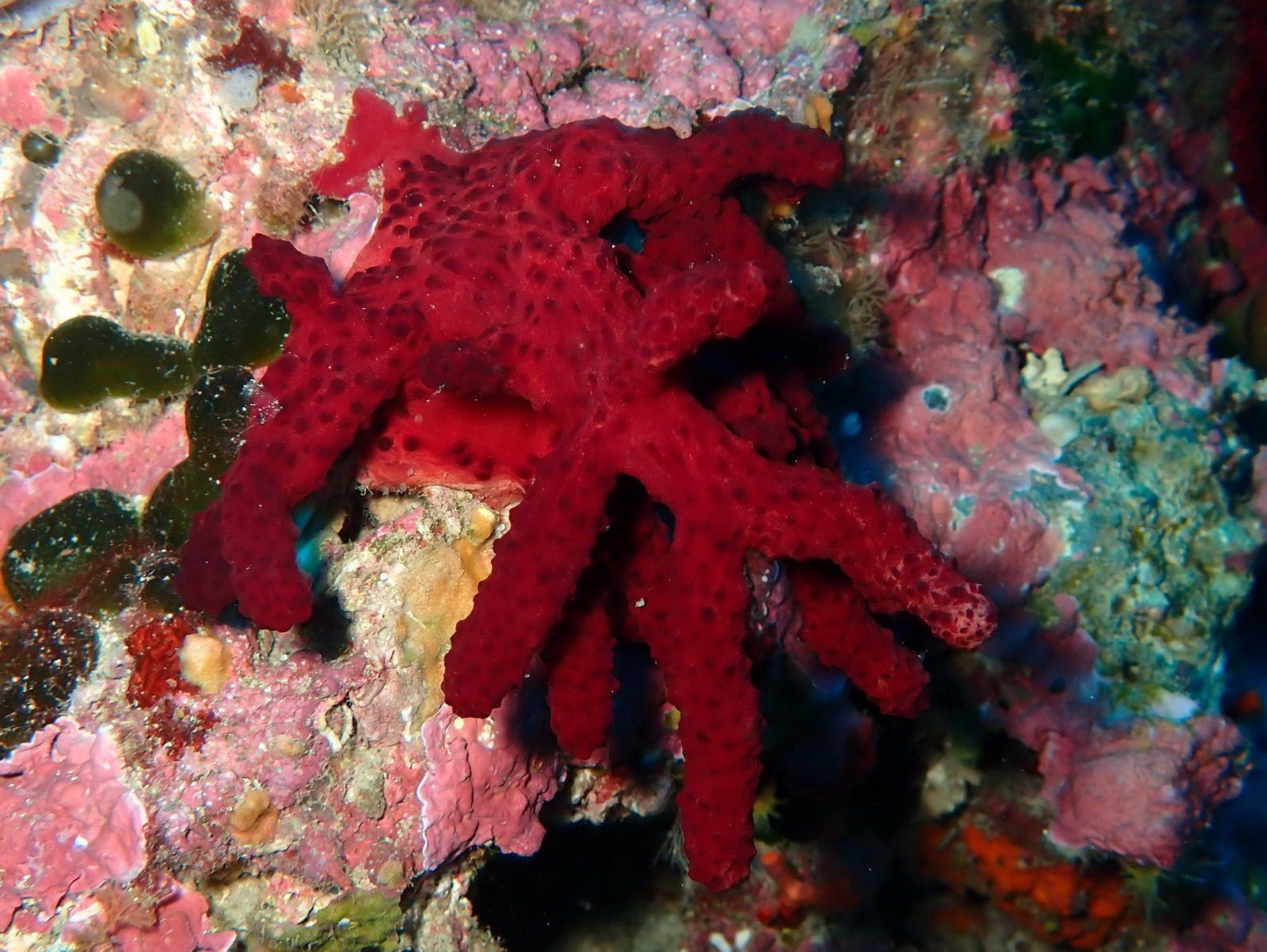 Alcyonium acaule Marion, 1878