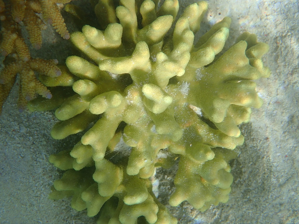 Hump Coral