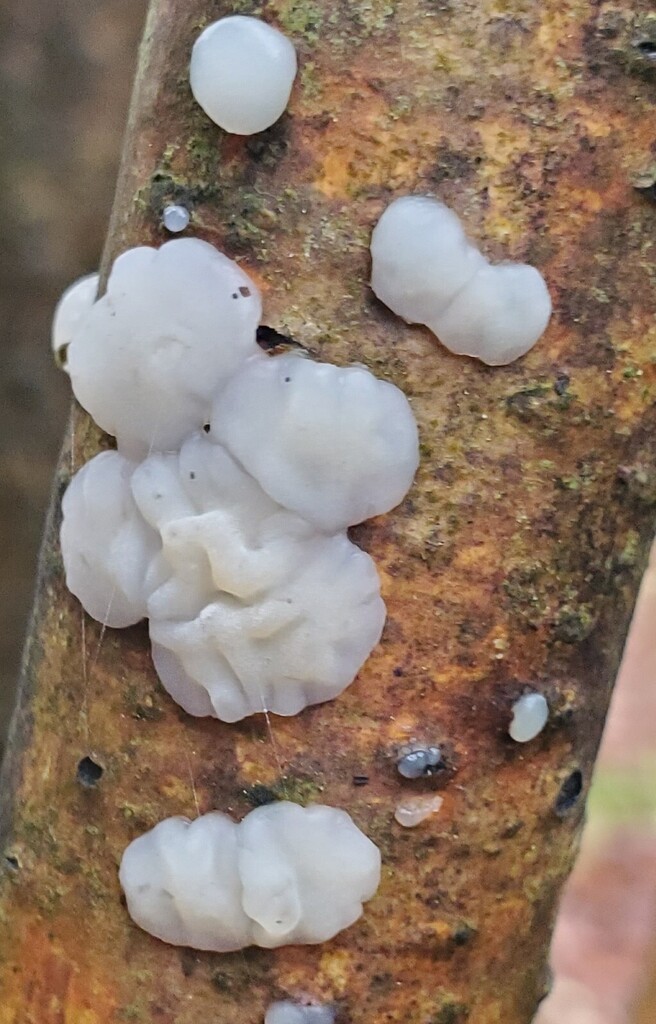 Exidia thuretiana · December 2025 · photo: © at54 (iNaturalist, cc0)