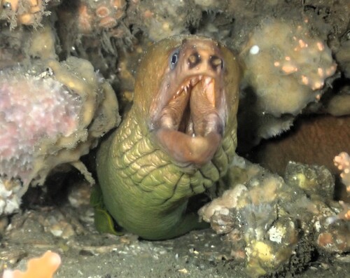 Brown reef eel (Gymnothorax prasinus) — Muraenidae — 2
