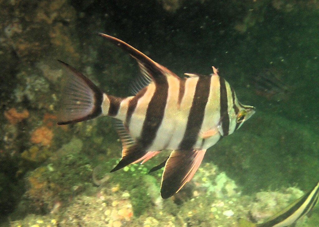 Oude wijf (Enoplosus armatus) — Enoplosidae