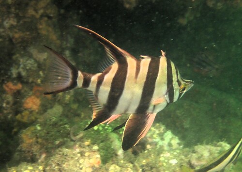 Angelfish (Enoplosus armatus) — Enoplosidae