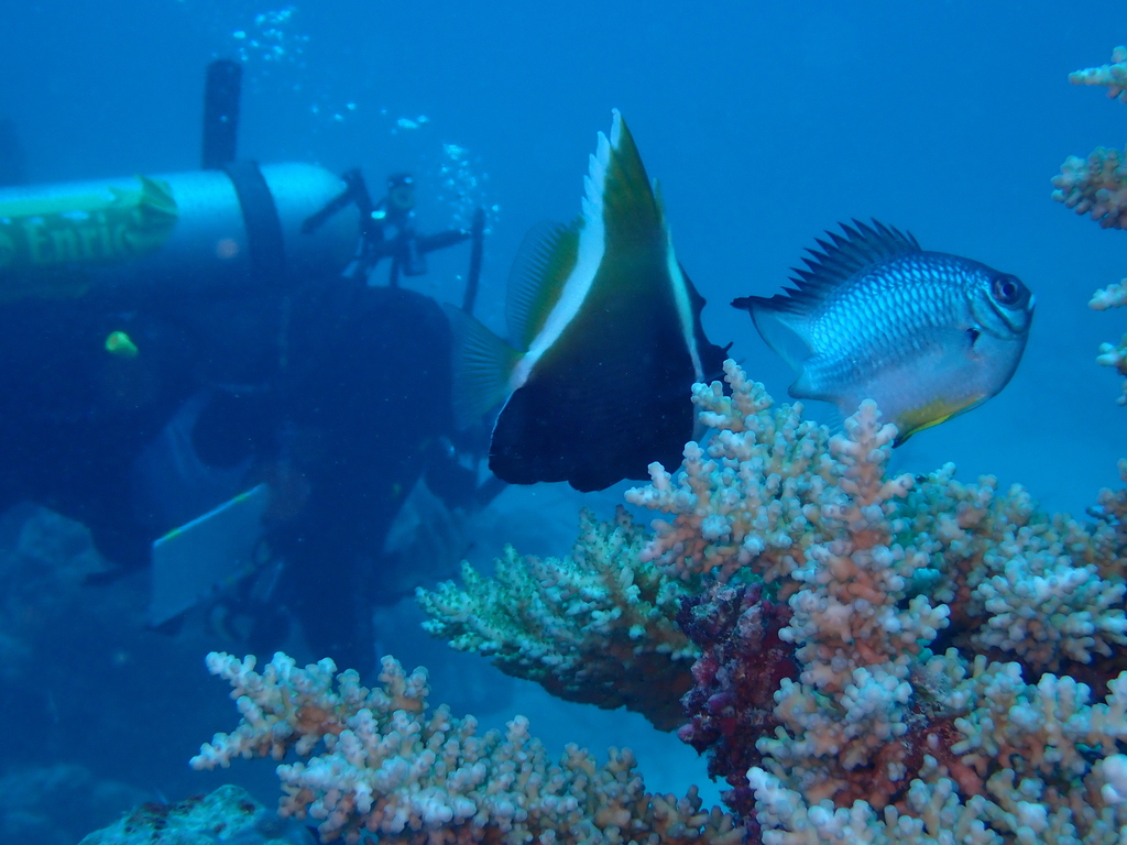 Horned bannerfish (Heniochus varius) — Chaetodontidae