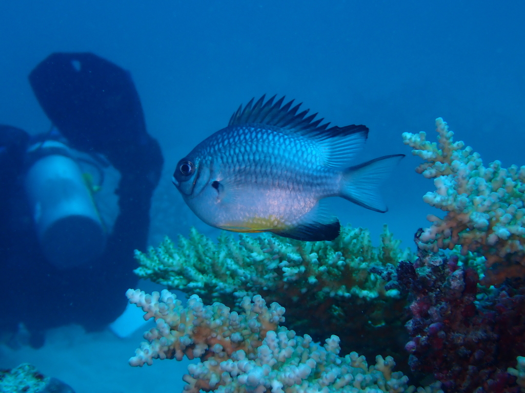 Golden-scaled damsel-fish (Amblyglyphidodon leucogaster) — Pomacentridae