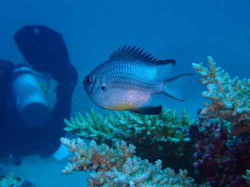 Golden-scaled damsel-fish (Amblyglyphidodon leucogaster) — Pomacentridae