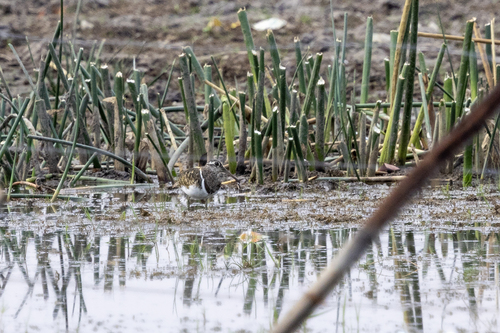 Greater Painted-Snipe