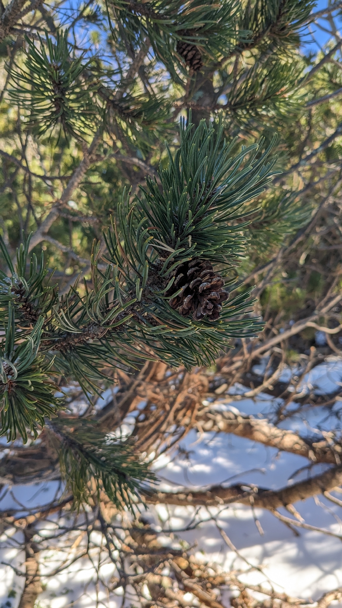 Mugo pine