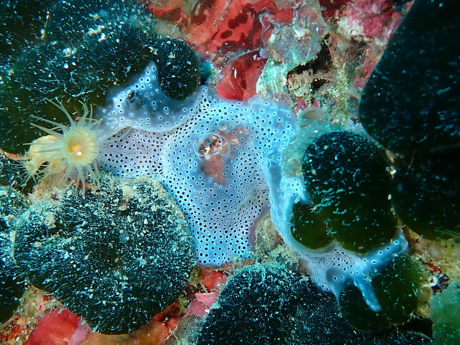 Diplosoma spongiforme (Giard, 1872)