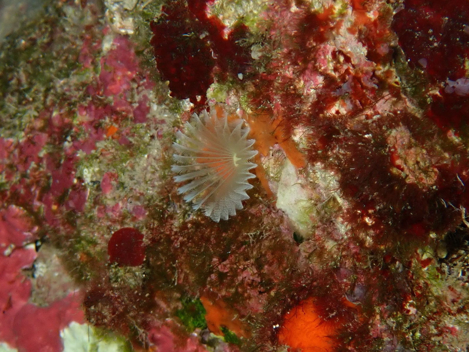Hypsicomus stichophthalmos (Grube, 1863)