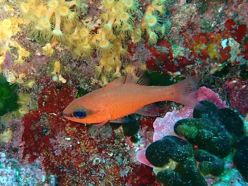 Cardinal fish (Apogon imberbis) — Apogonidae
