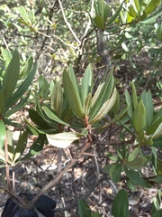Comarostaphylis polifolia