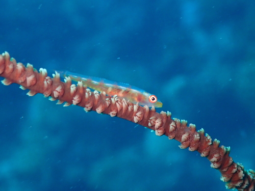 Sea whip goby (Bryaninops yongei) — Gobiidae — 5