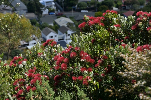 Pohutukawa