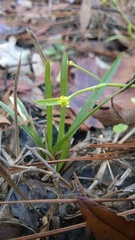 Ranunculus pusillus