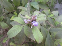 Vitex trifolia