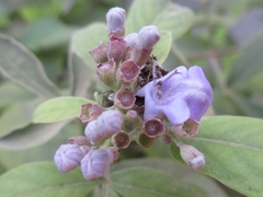 Vitex trifolia