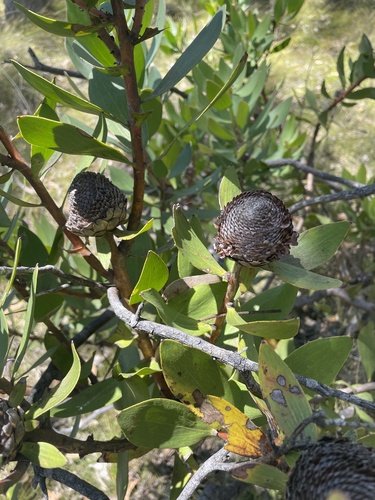 Isopogon latifolius