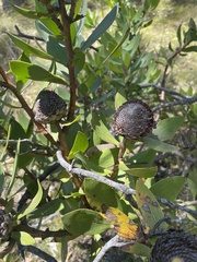 Isopogon latifolius