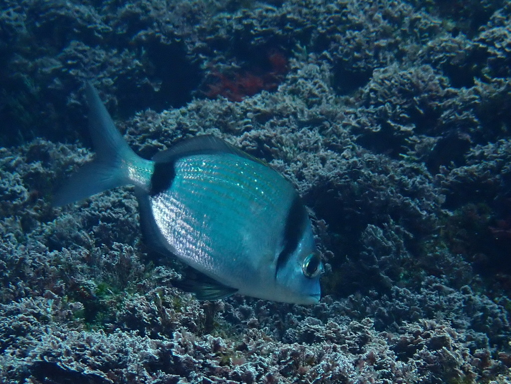 Common two-banded seabream (Diplodus vulgaris) — Sparidae