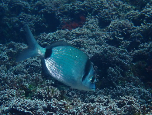 Common two-banded seabream (Diplodus vulgaris) — Sparidae