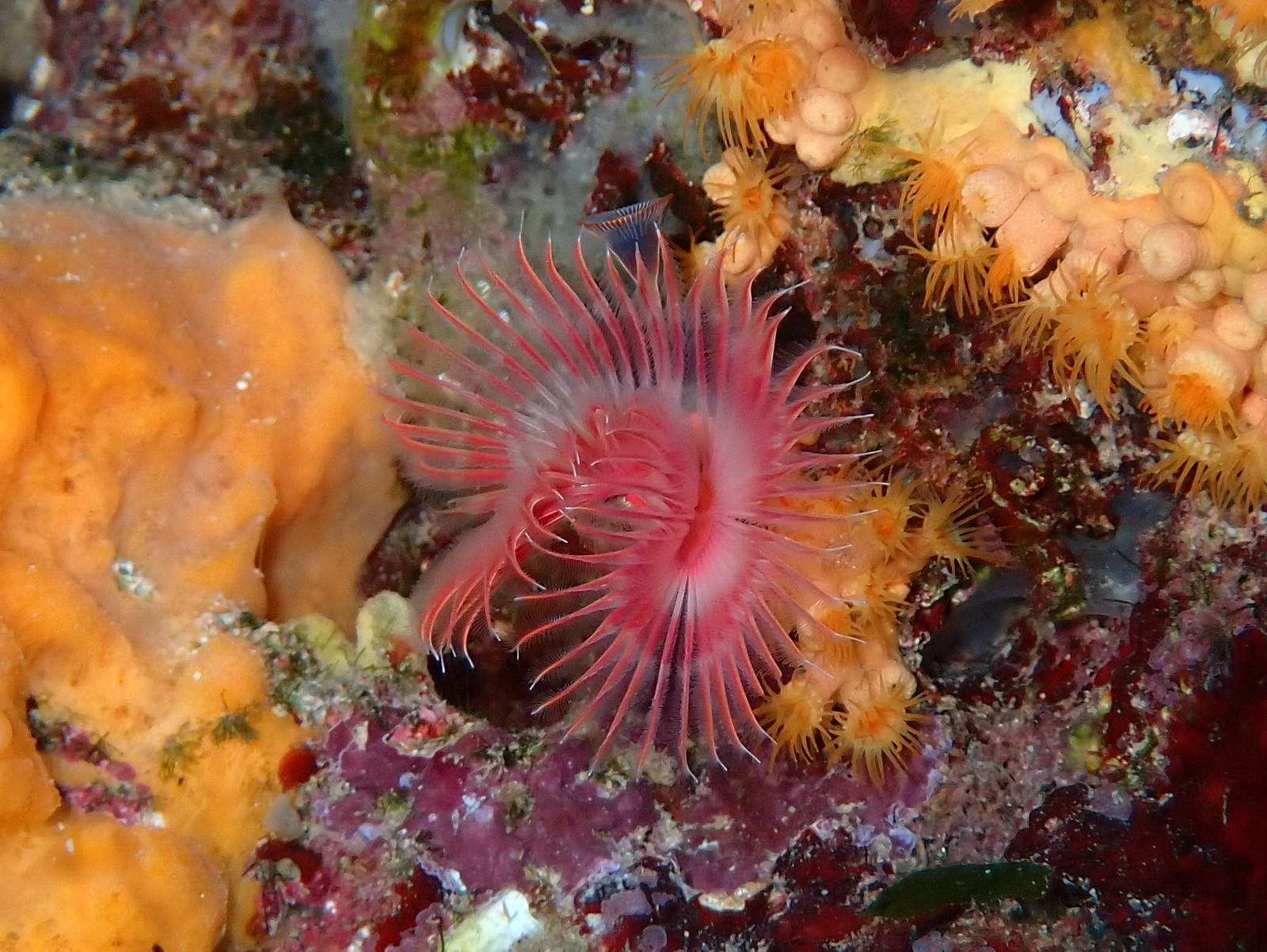Serpula vermicularis Linnaeus, 1767