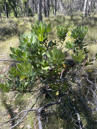Isopogon latifolius, photograph 2