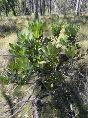 author not stated, no rights reserved Isopogon latifolius, photograph author not stated, no rights reserved