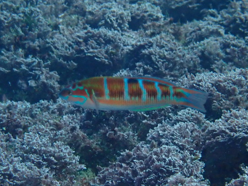 Ornate wrasse (Thalassoma pavo) — Labridae