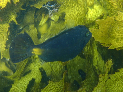 Yellow-striped leatherjacket (Meuschenia flavolineata) — Monacanthidae — 5