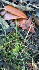 Eleocharis parvula
