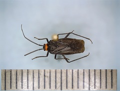 Prepops rubellicollis