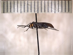 Prepops rubellicollis